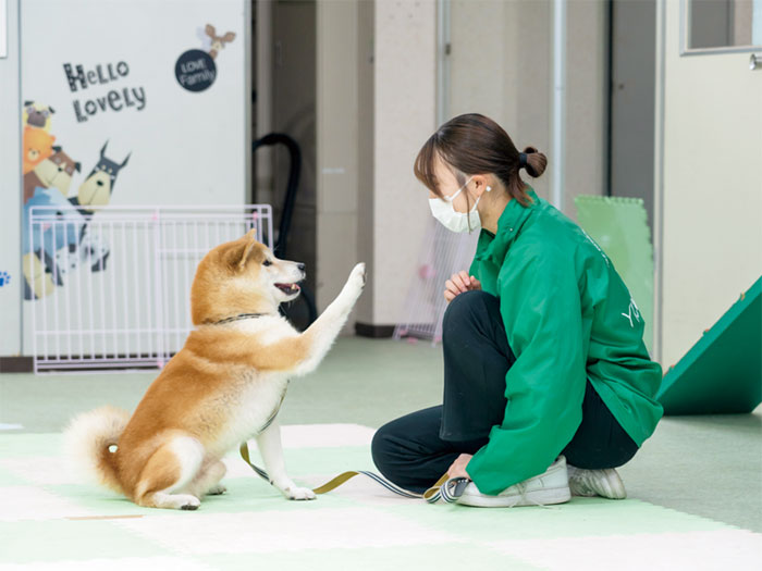 반려동물 기초 교육